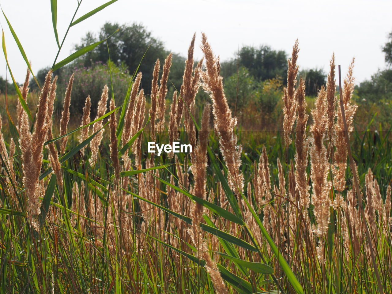 Close-up of fresh plants on field against sky