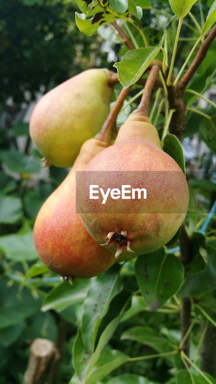 CLOSE-UP OF FRUIT ON TREE