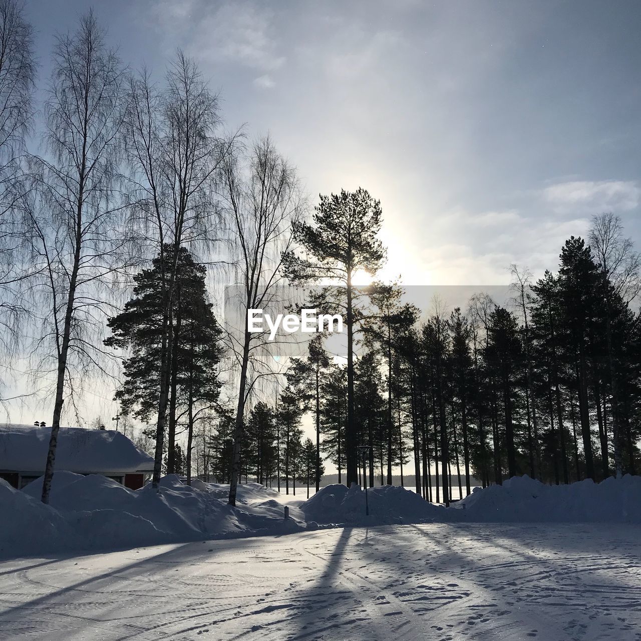 TREES ON SNOWY FIELD AGAINST SKY