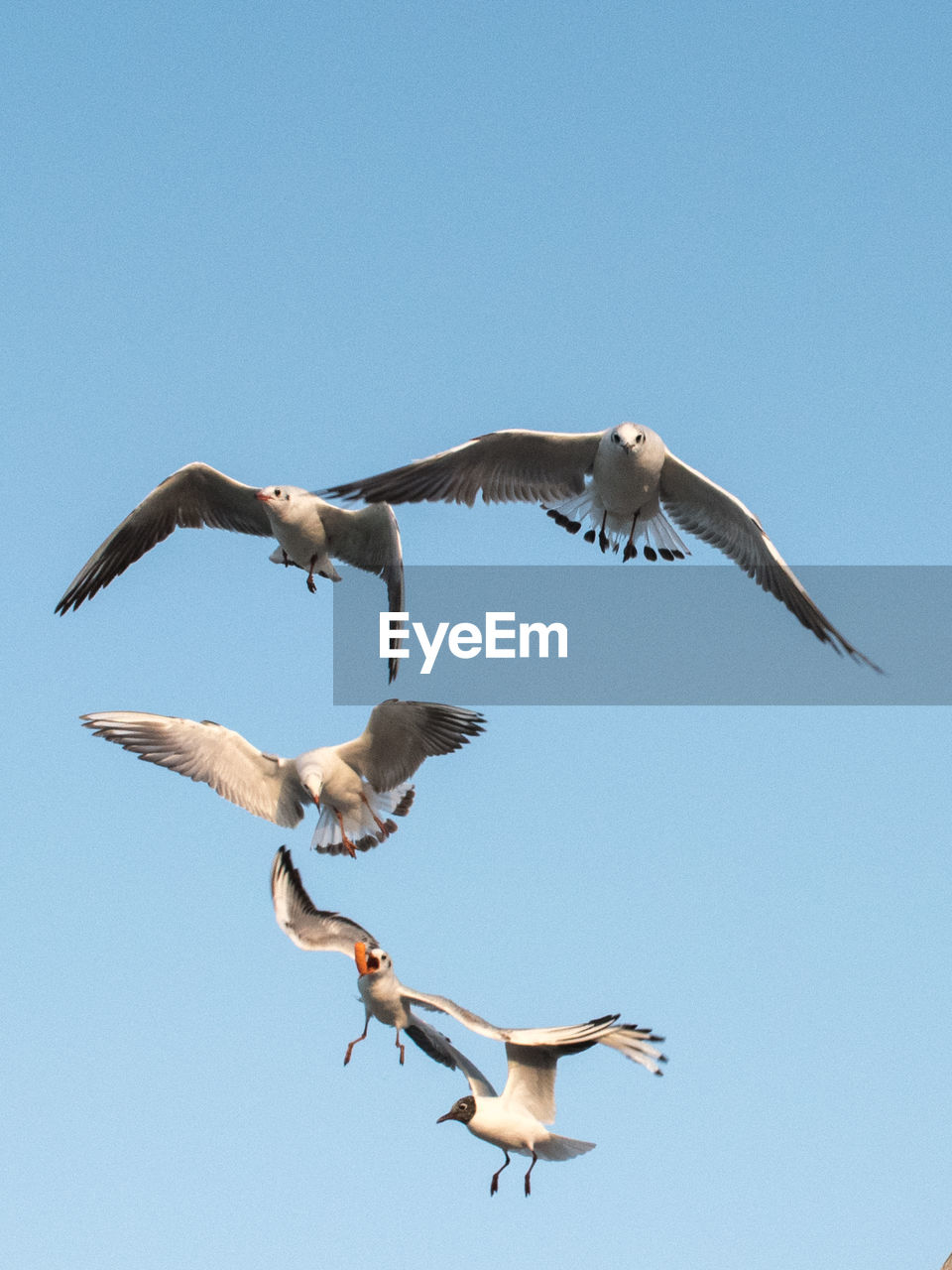 LOW ANGLE VIEW OF SEAGULL FLYING AGAINST CLEAR SKY