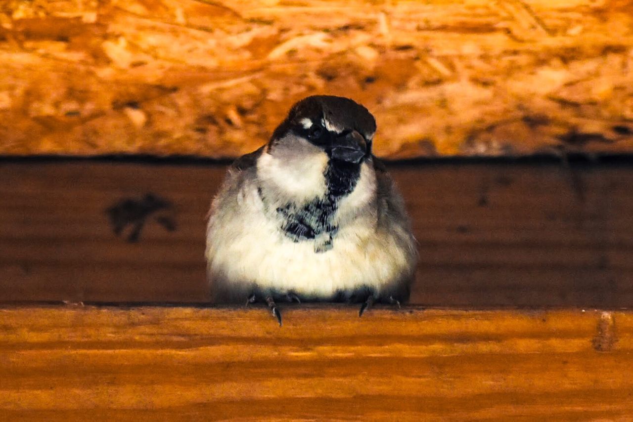 CLOSE-UP OF BIRD ON GROUND