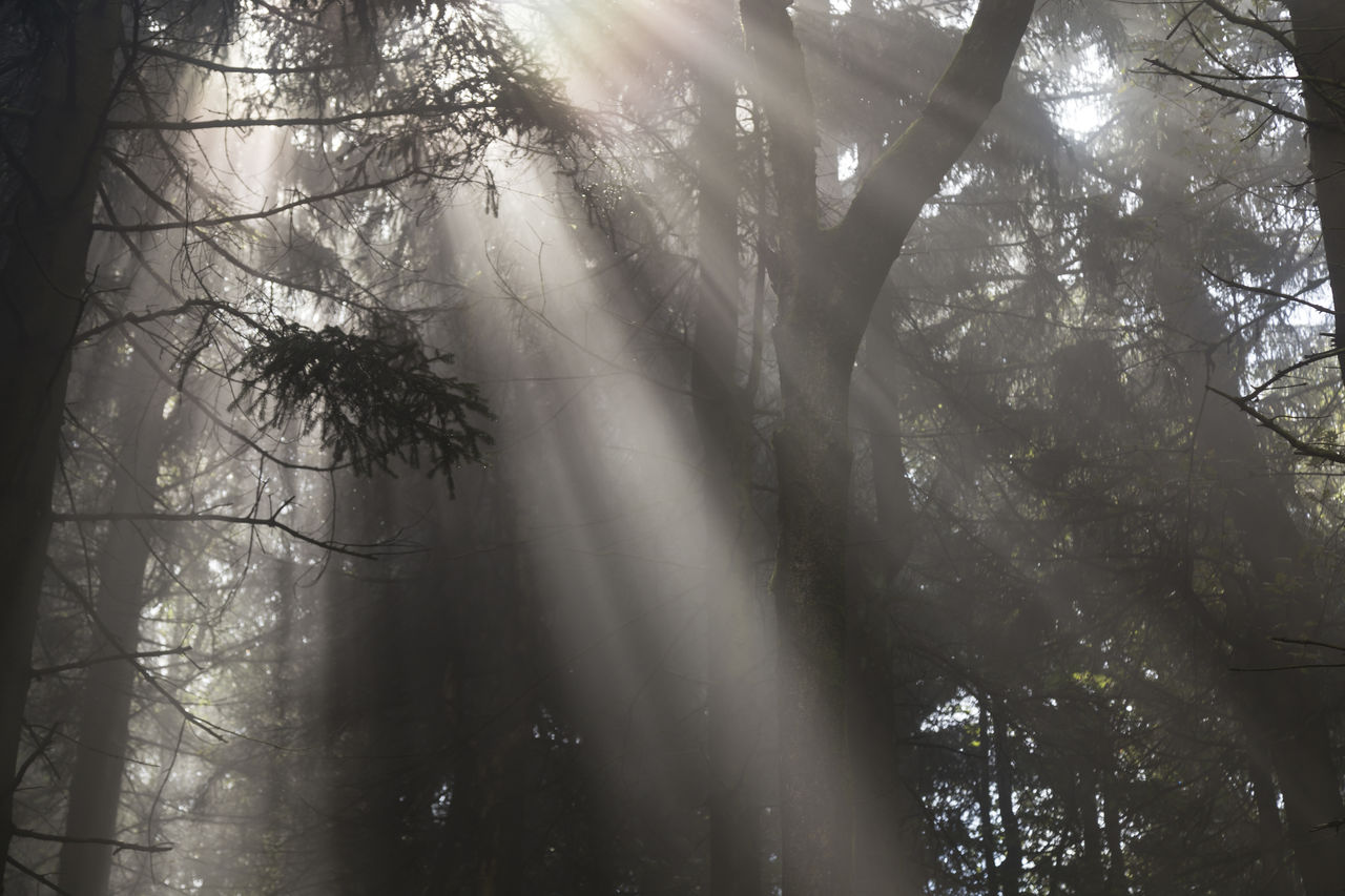 Low angle view of trees in forest