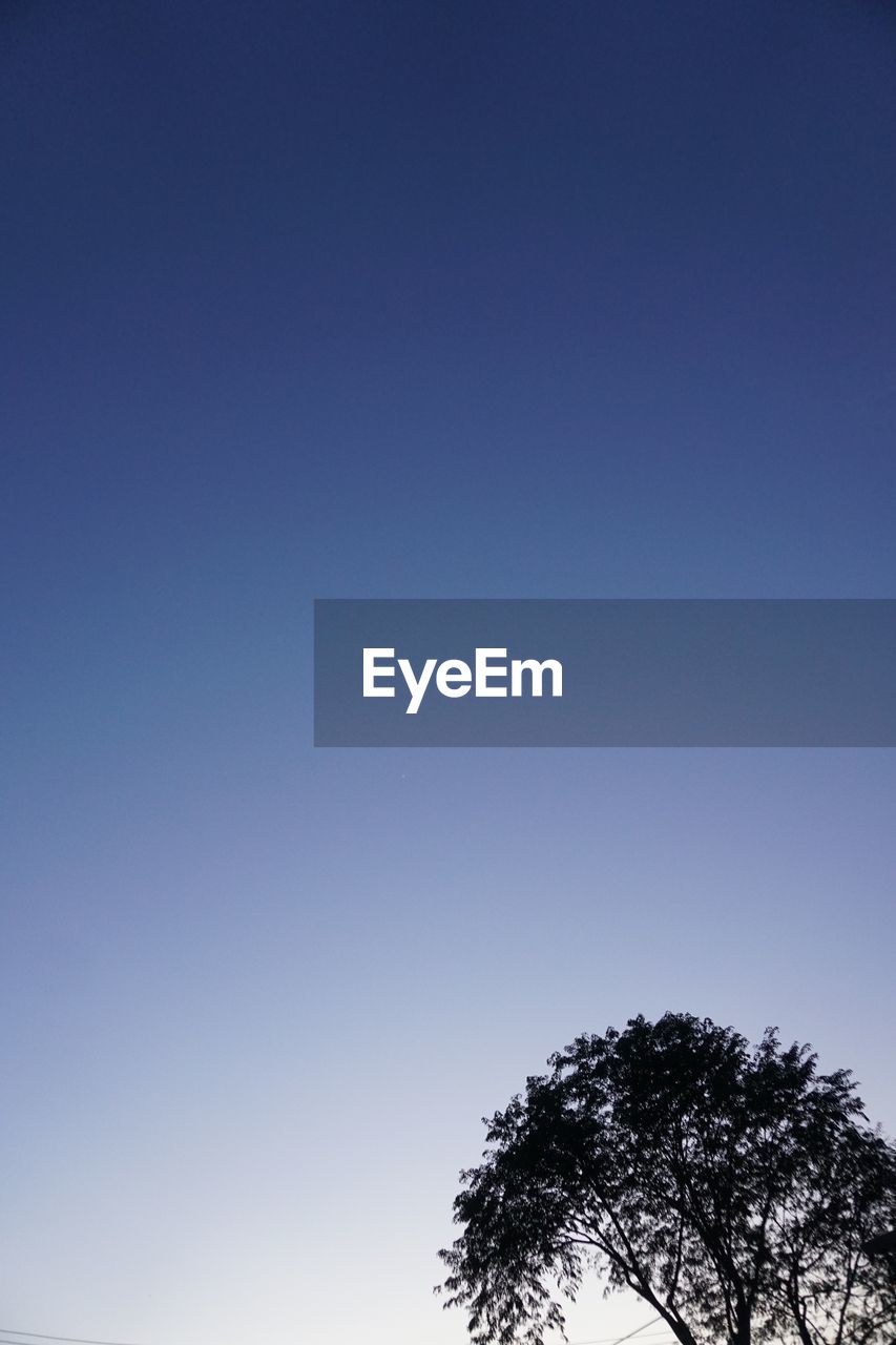 LOW ANGLE VIEW OF TREES AGAINST CLEAR BLUE SKY