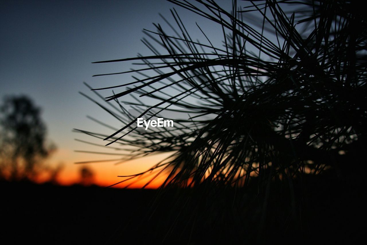 Close-up of silhouette plants at dusk