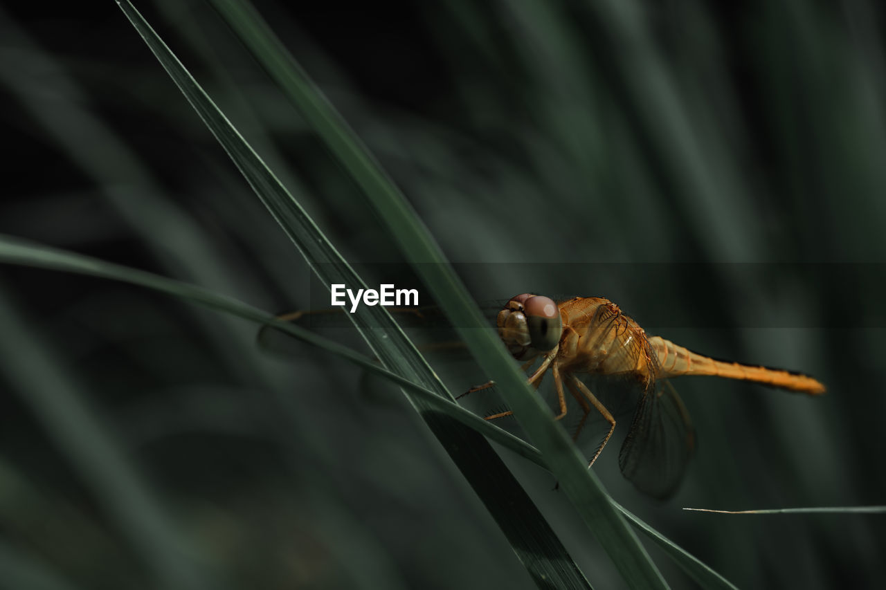 Close-up of insect on plant