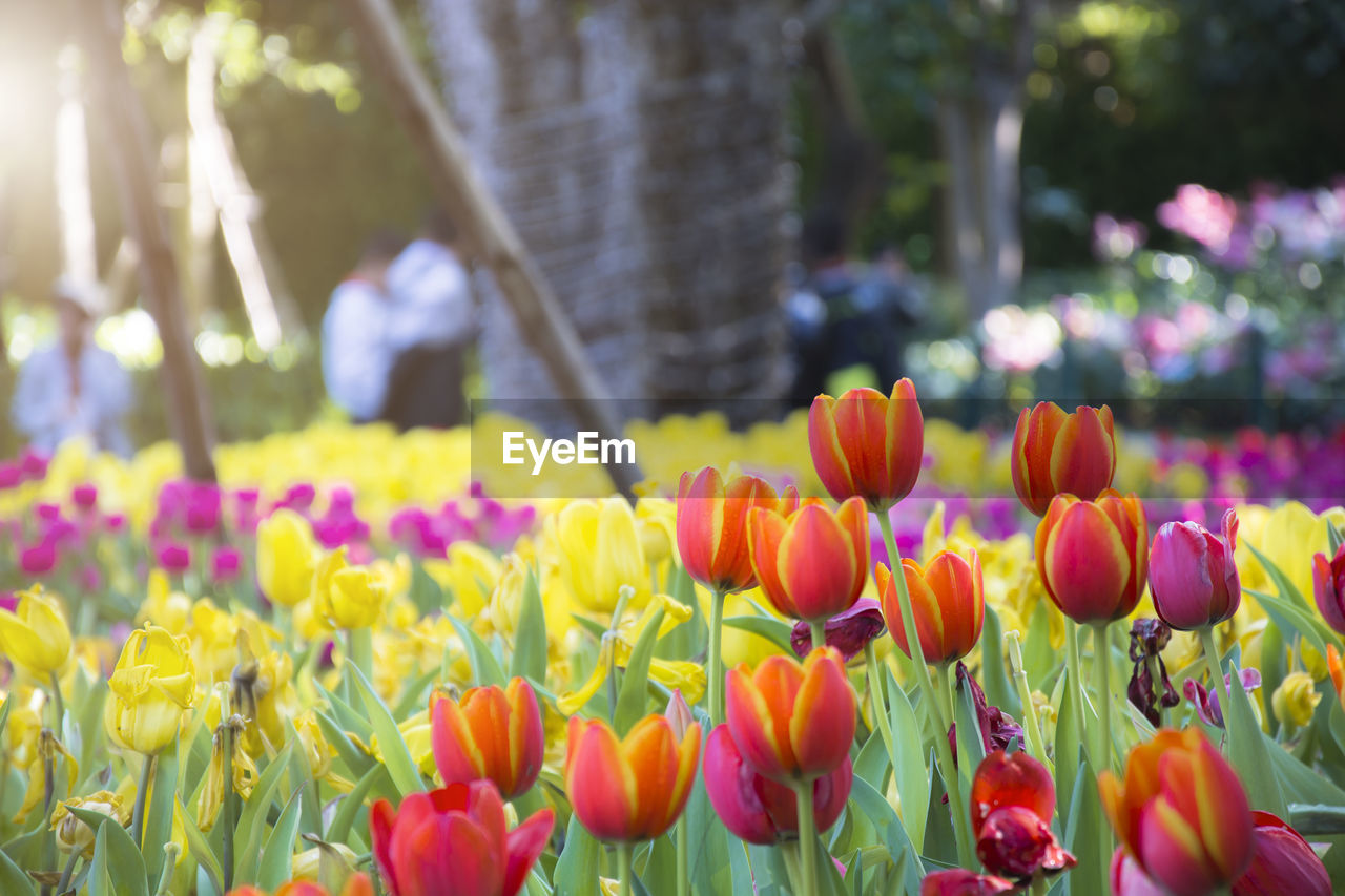 Close-up of tulips in park