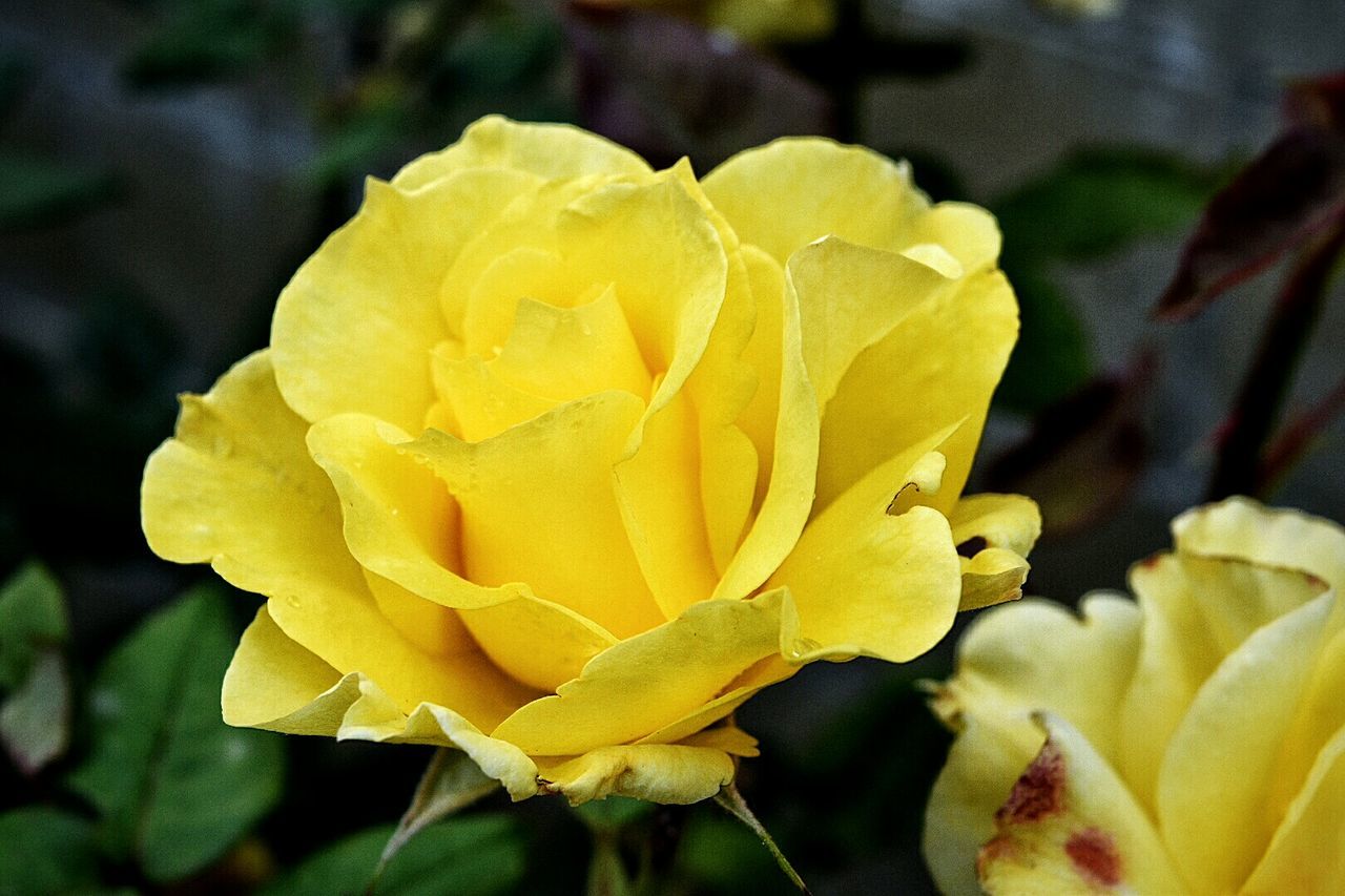 Close-up of yellow rose