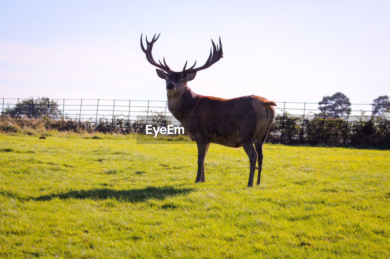 Deer stag standing in field