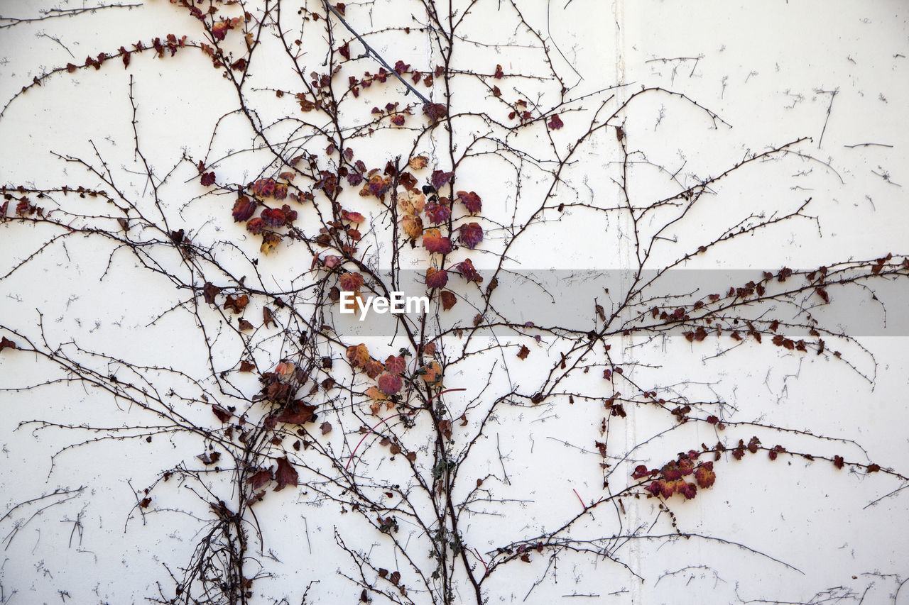 Low angle view of dry ivy plant on white wall