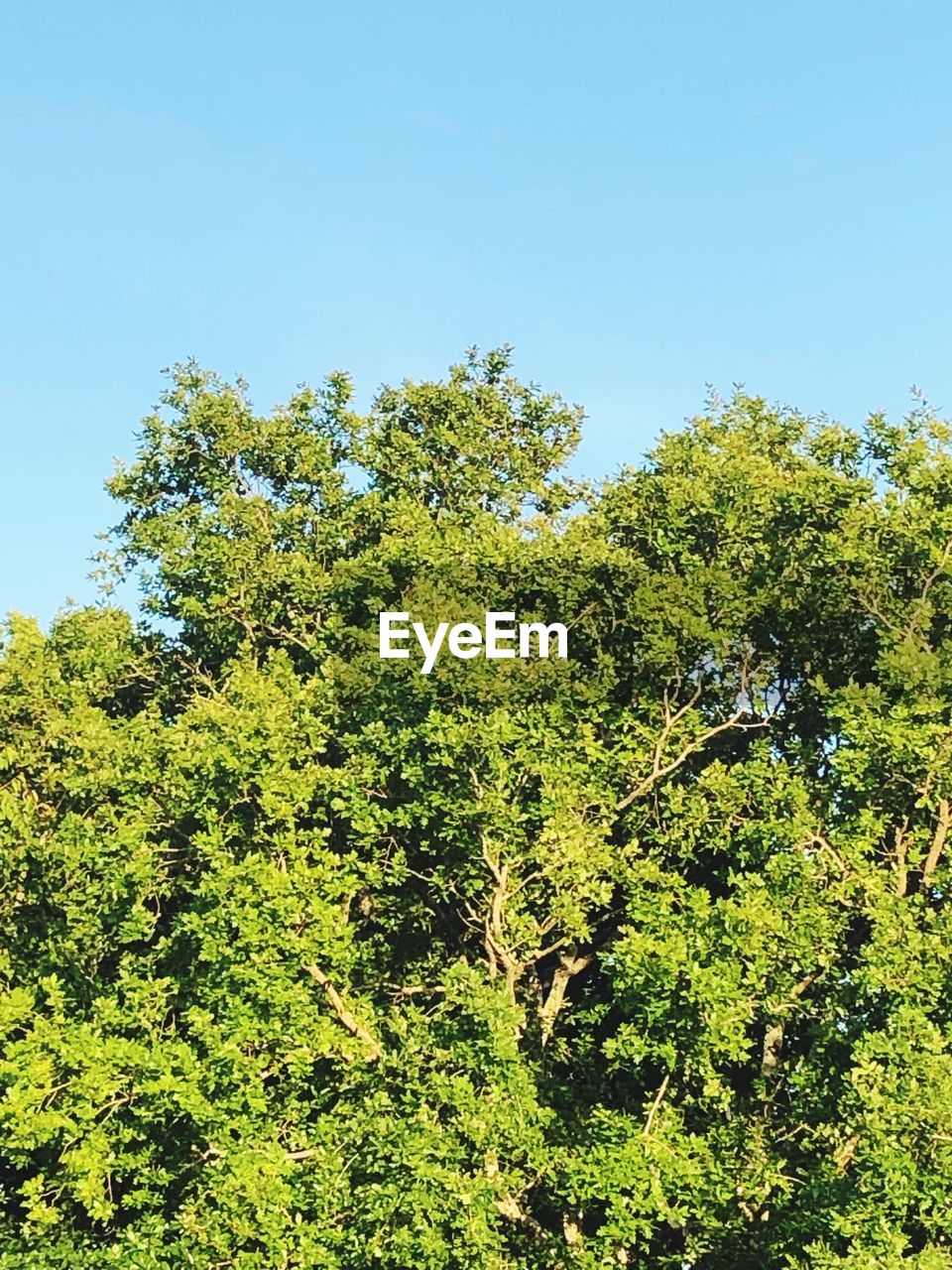 LOW ANGLE VIEW OF TREE AGAINST SKY