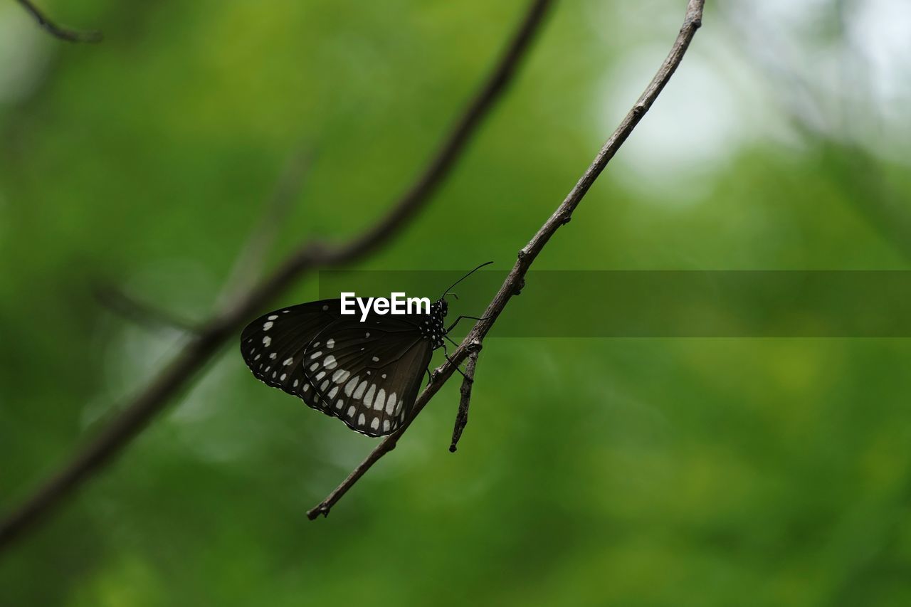 CLOSE-UP OF BUTTERFLY PERCHING ON LEAF