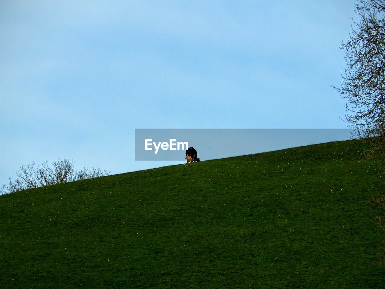 TREES ON GRASSY FIELD AGAINST CLOUDY SKY