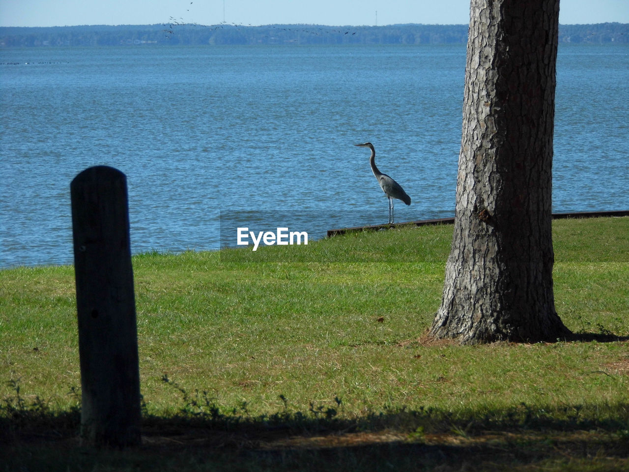 BIRD PERCHING ON WOODEN POST BY LAKE