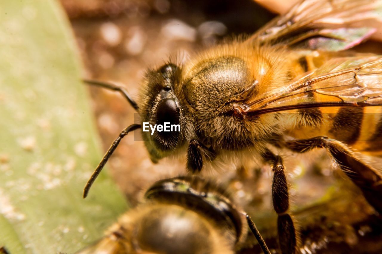 Close-up of honey bees