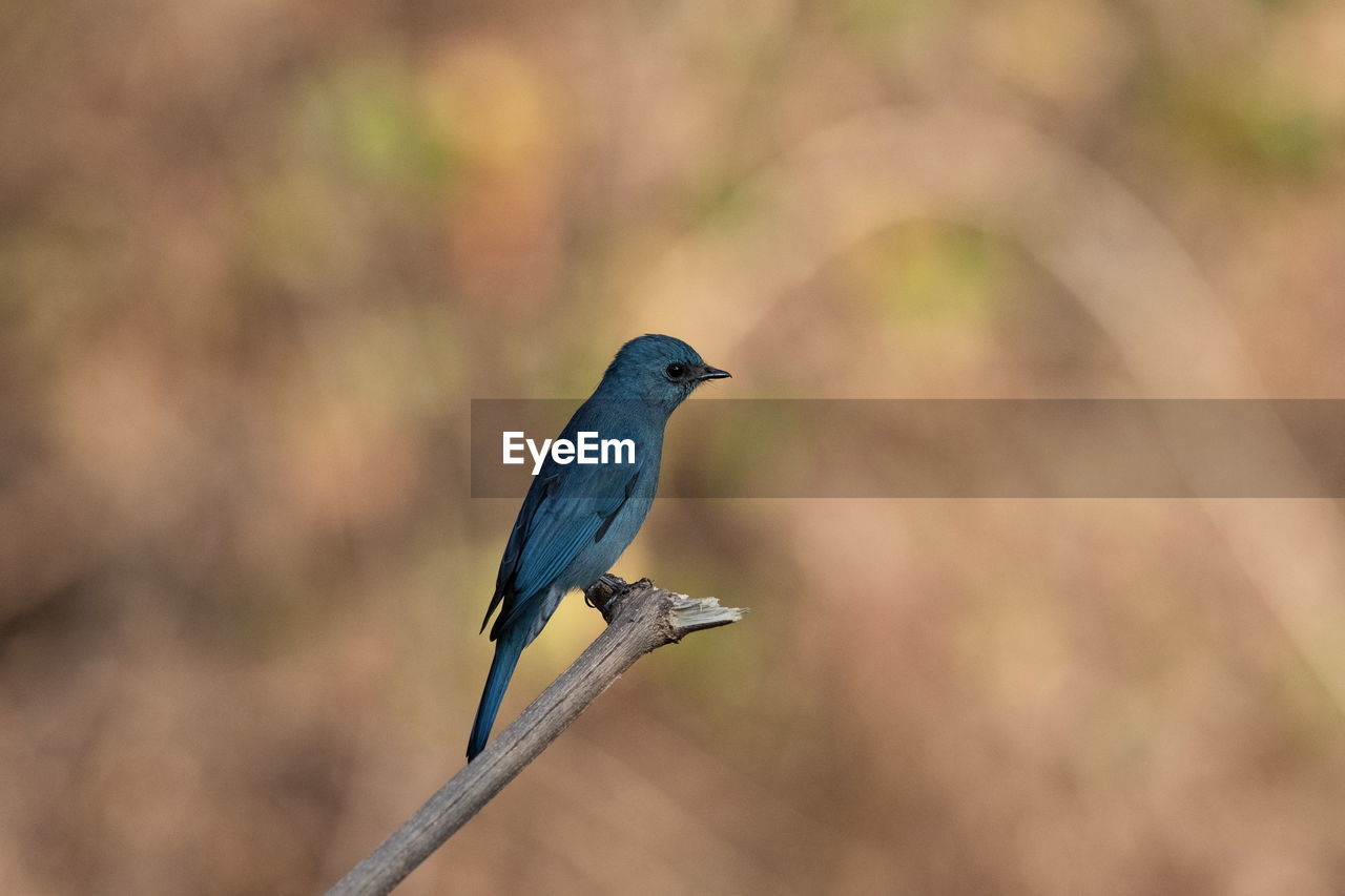 CLOSE-UP OF A BIRD PERCHING ON A BLURRED BACKGROUND