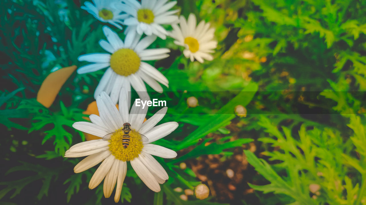 CLOSE-UP OF WHITE DAISY