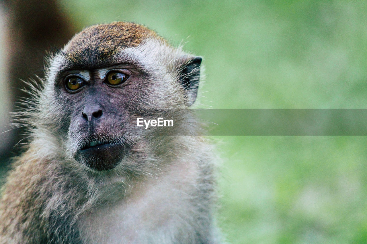 Close-up portrait of a monkey