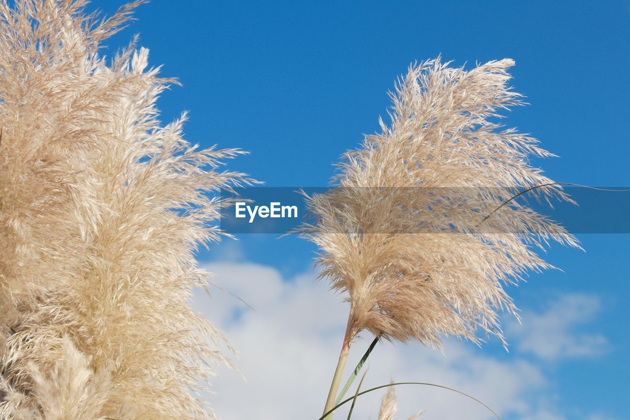 grass, sky, plant, nature, frost, field, blue, branch, tree, growth, sunlight, winter, no people, beauty in nature, flower, close-up, day, outdoors, agriculture, wind, low angle view, cereal plant, crop, tranquility, rural scene, landscape, plant stem, cloud, clear sky, environment, sunny, wheat, leaf, barley, focus on foreground, seed