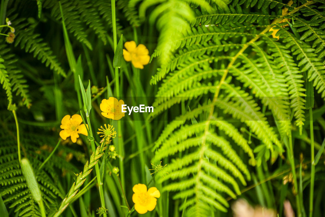 Close-up of yellow flowering plant