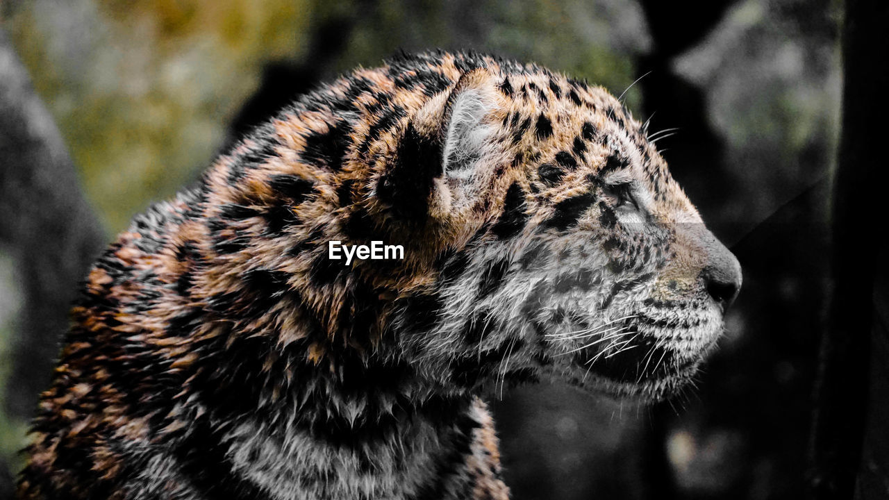 CLOSE-UP OF A CAT LOOKING AWAY OUTDOORS