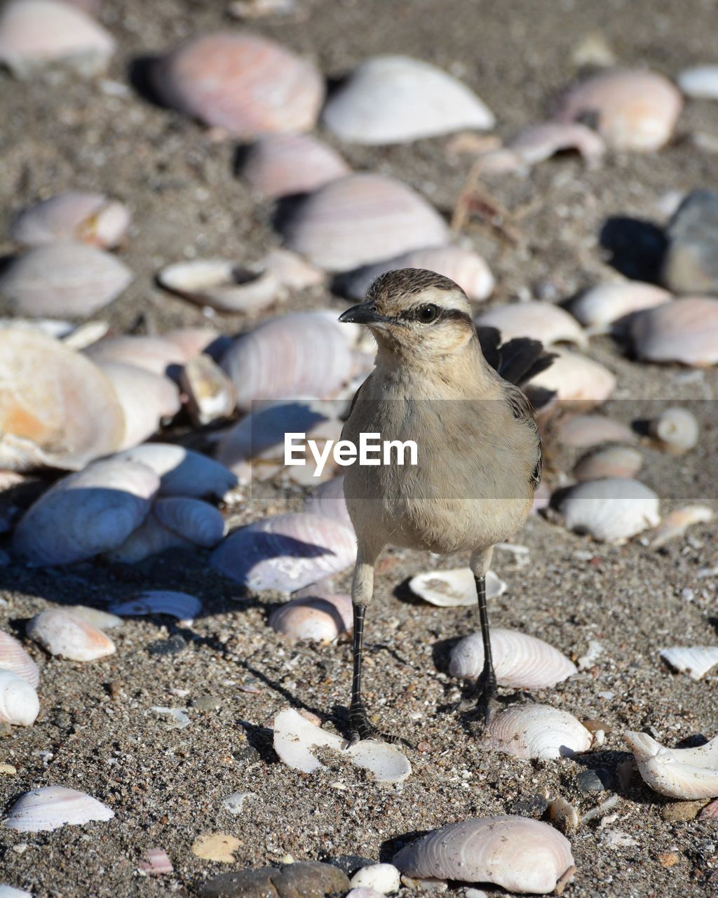 HIGH ANGLE VIEW OF BIRDS ON ROCKS