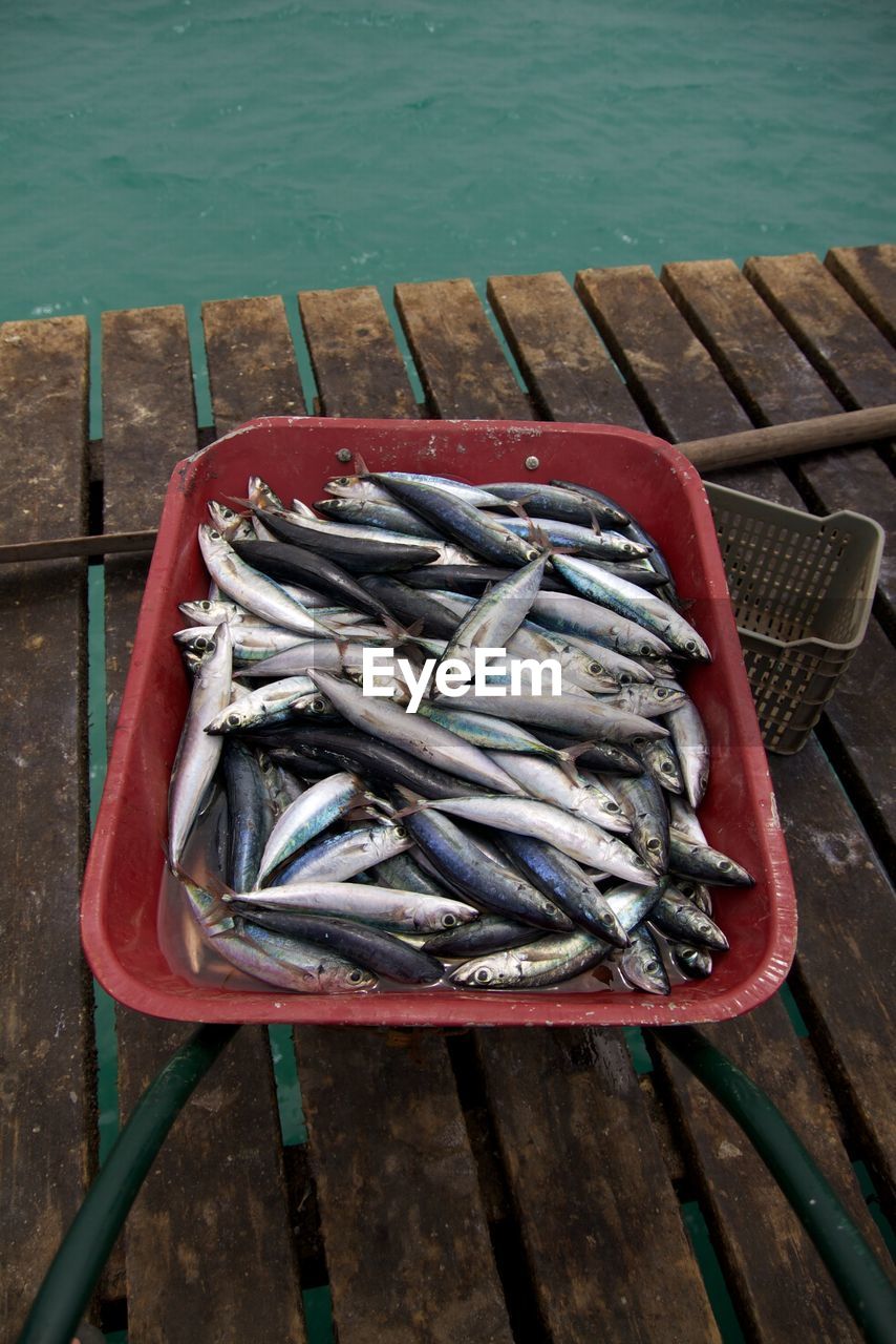 HIGH ANGLE VIEW OF FISH IN CONTAINER AT SHORE