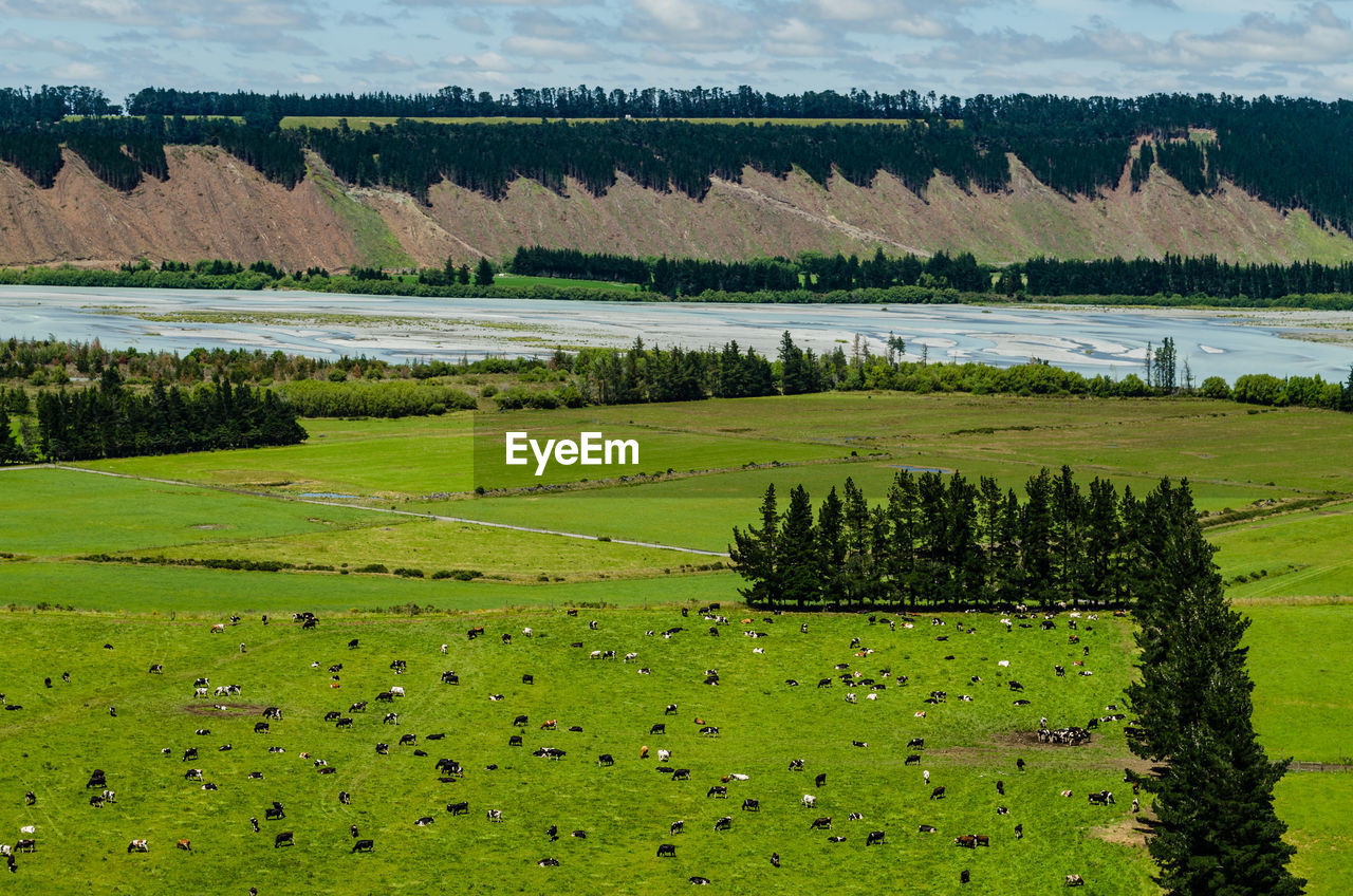 Scenic view of field against trees