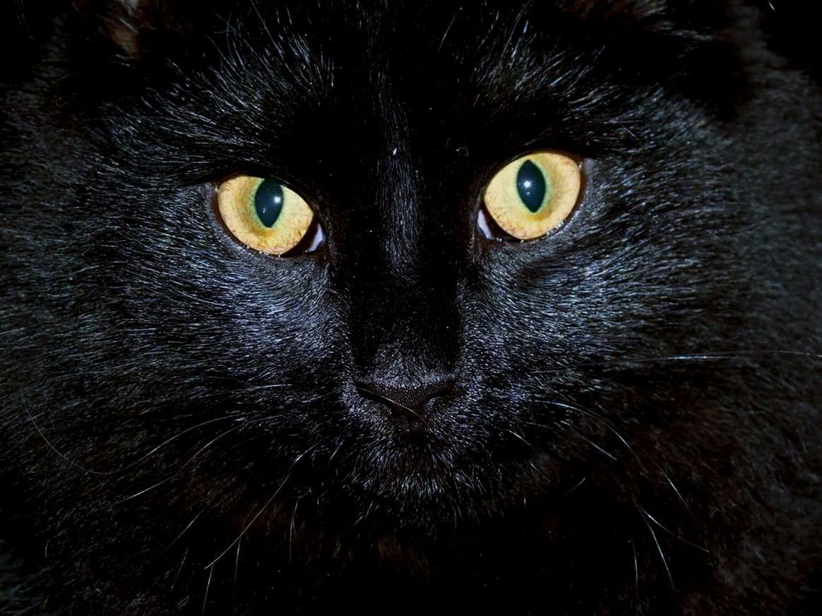 PORTRAIT OF BLACK CAT AT NIGHT
