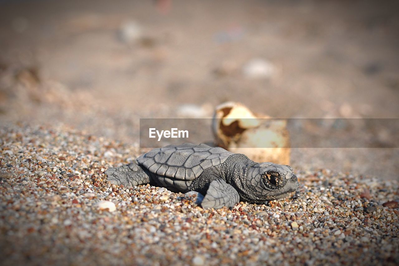 Close-up of young turtle on sand at beach