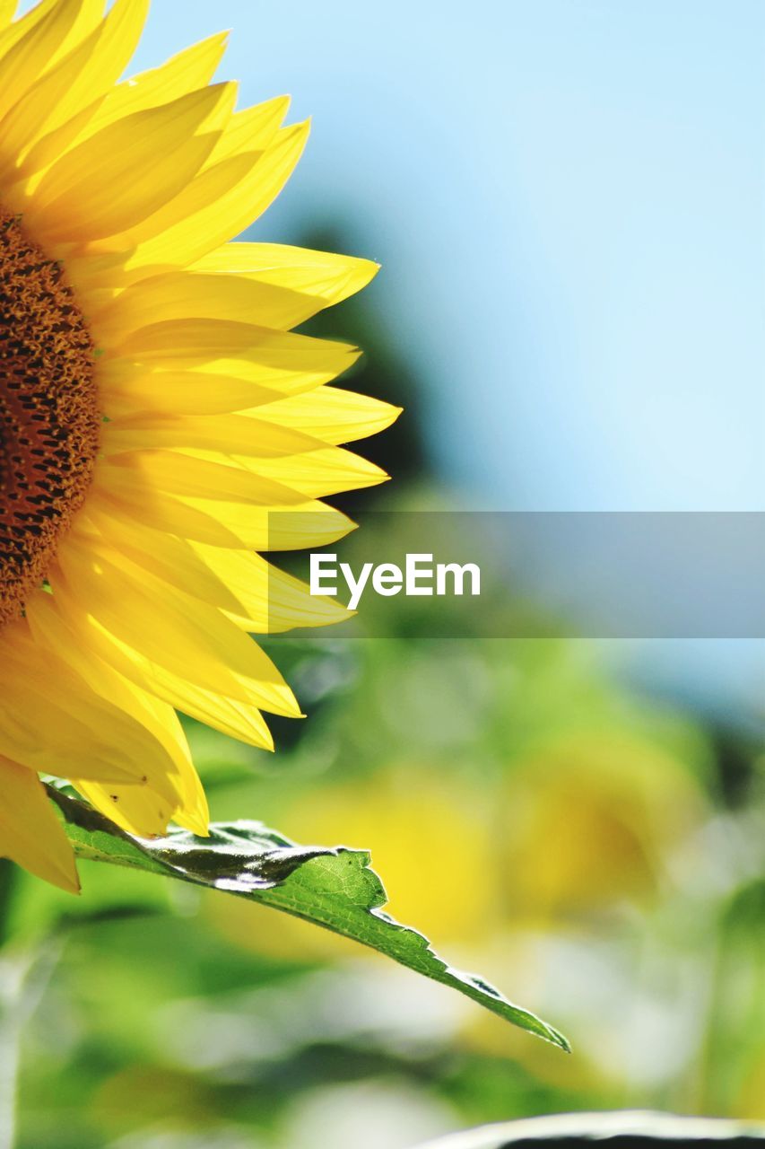 CLOSE-UP OF YELLOW FLOWER