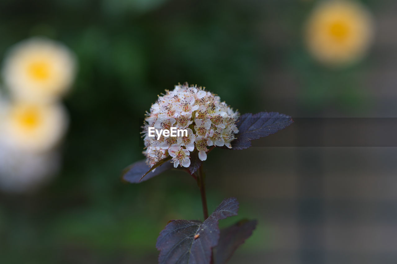 flower, flowering plant, plant, nature, beauty in nature, freshness, close-up, macro photography, focus on foreground, fragility, flower head, growth, no people, blossom, petal, yellow, inflorescence, outdoors, wildflower, day, botany, selective focus, leaf, animal wildlife, white, springtime