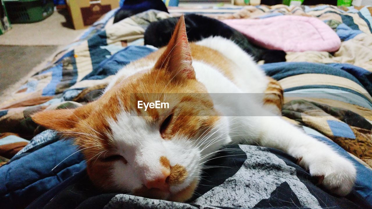 Close-up of cat relaxing on bed 