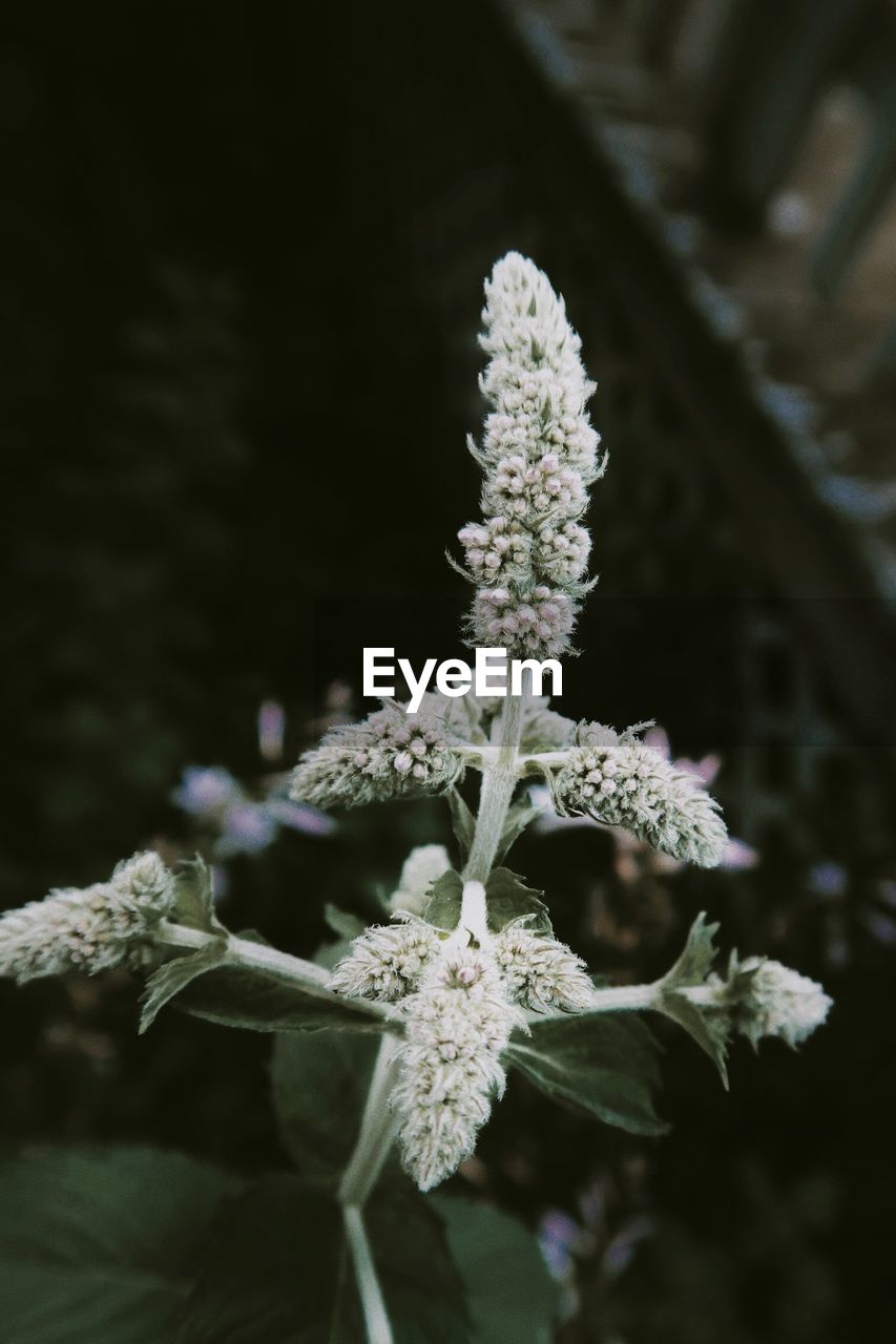 Close-up of white flowering plant