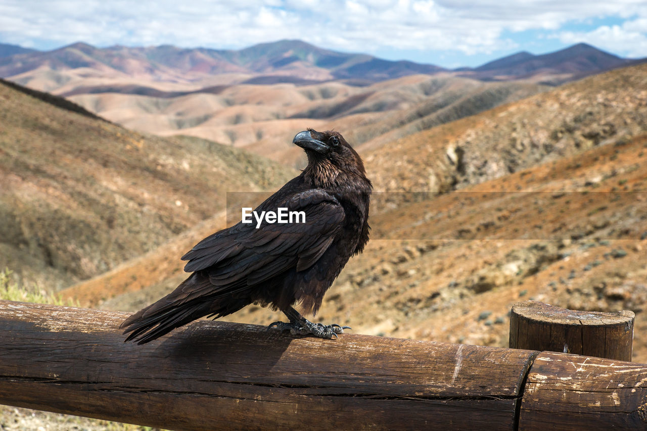 Bird perching on wood against mountains
