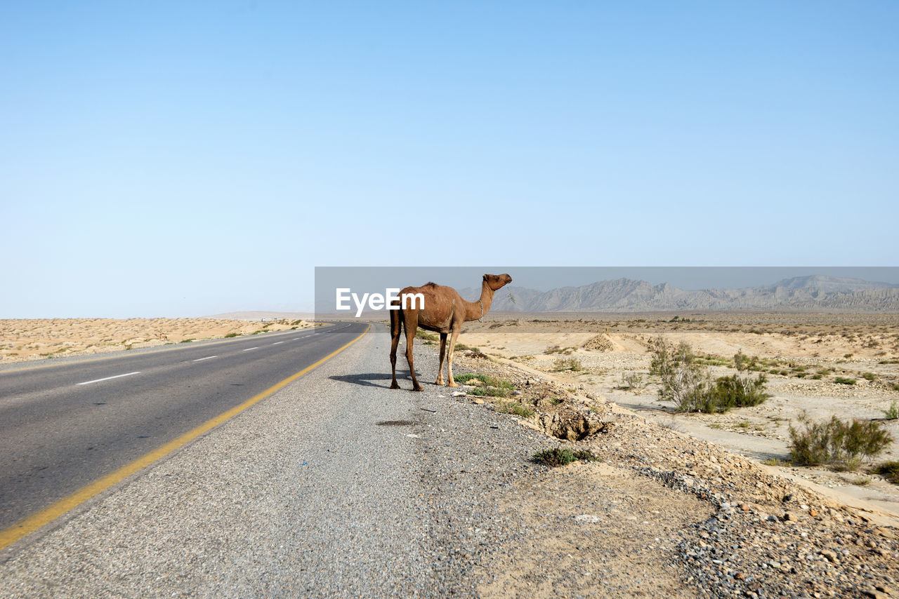 Horse cart on road