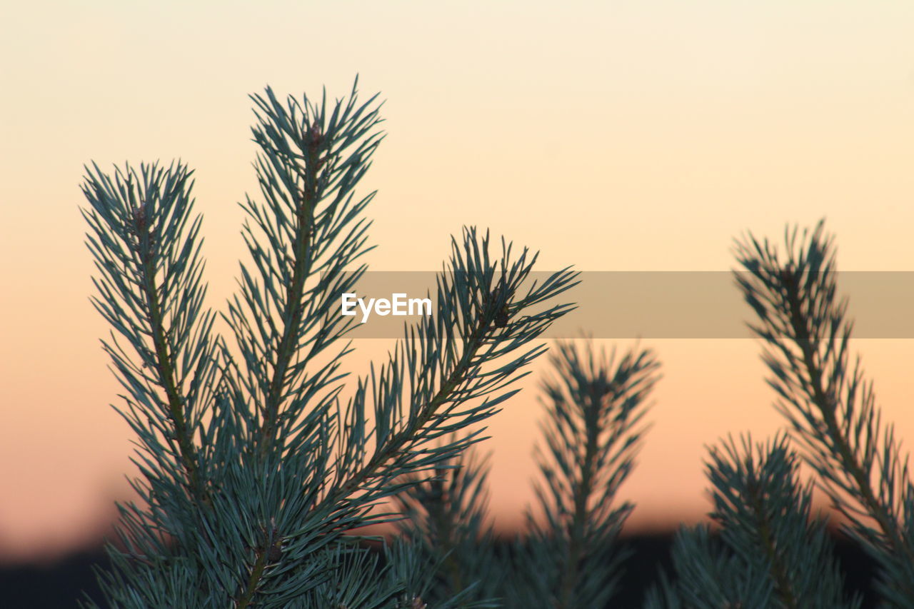 CLOSE-UP OF PALM TREE AGAINST SKY