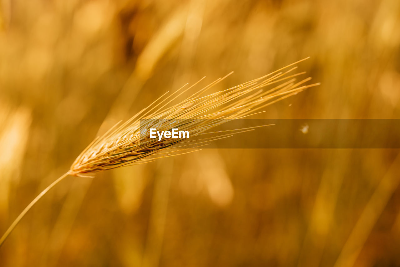 close-up of wheat growing in field