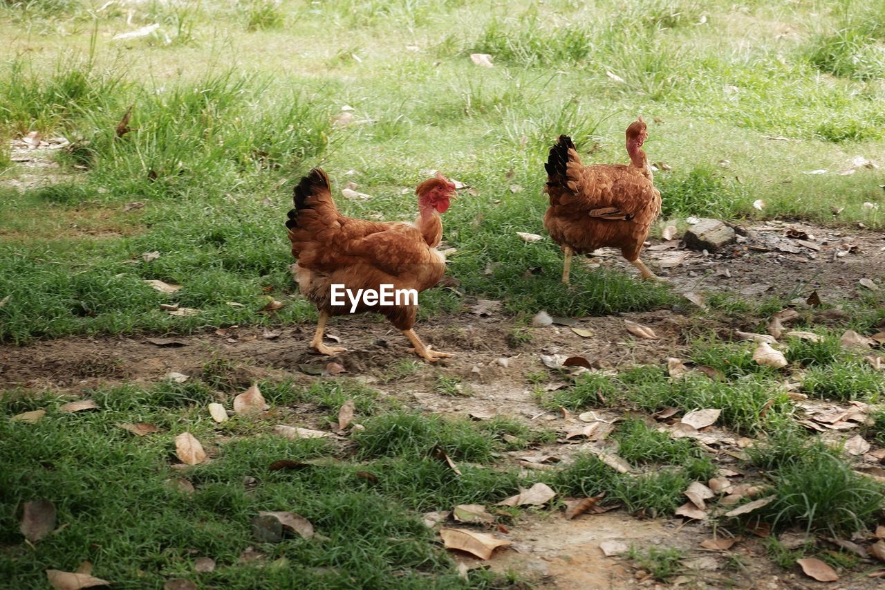 Chickens on field