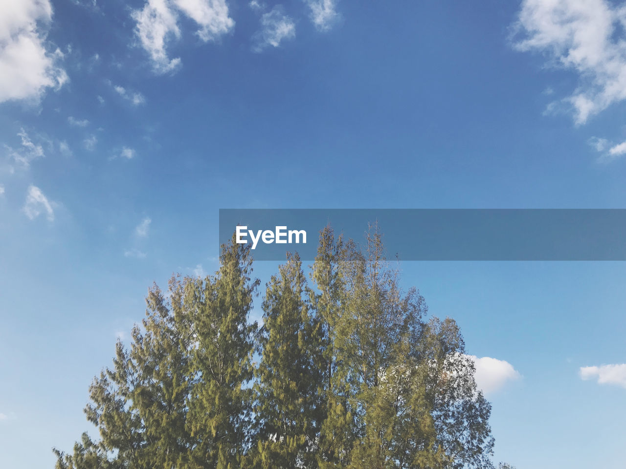 LOW ANGLE VIEW OF TREE AGAINST BLUE SKY