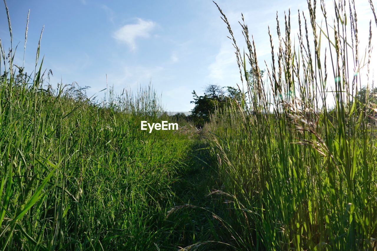 CROPS GROWING ON FIELD