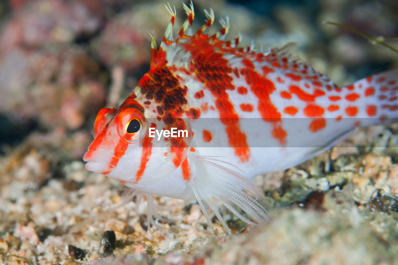 CLOSE-UP OF FISH SWIMMING