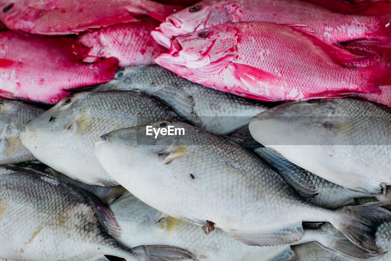 High angle view of fish for sale at market