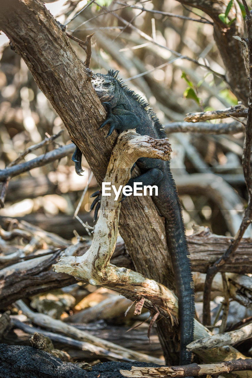 Marine iguana on dried plant