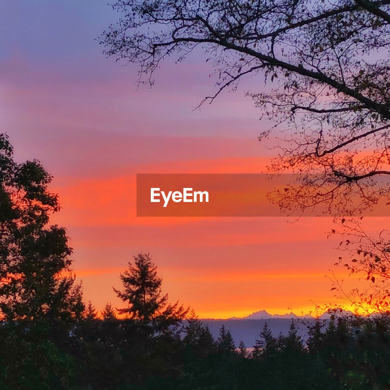 SCENIC VIEW OF SILHOUETTE TREES AGAINST SKY DURING SUNSET