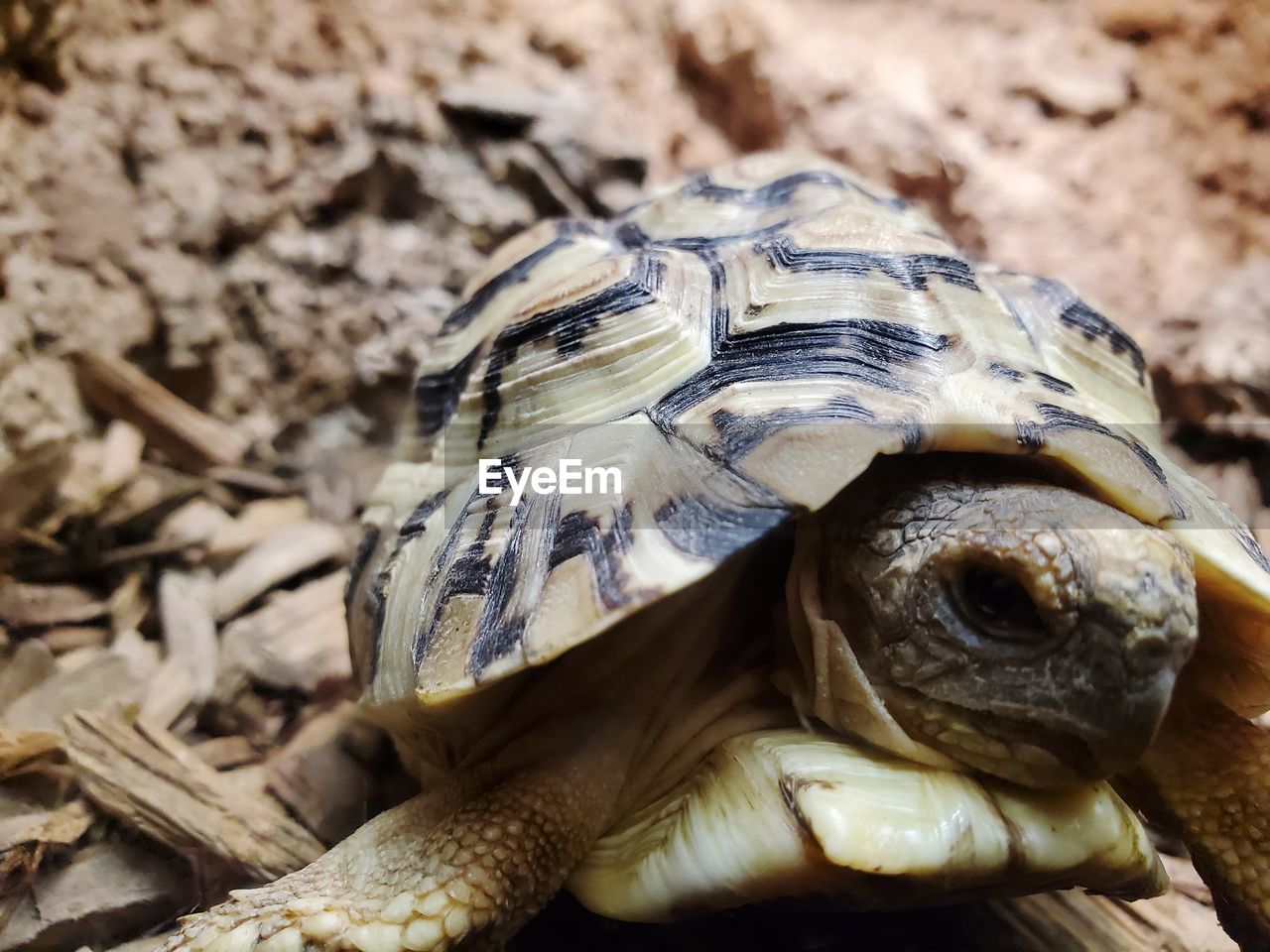 CLOSE-UP OF A TURTLE