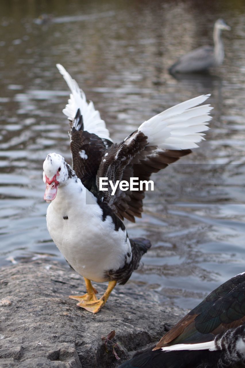 DUCK ON SNOW