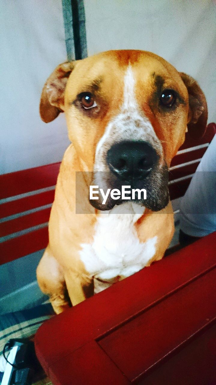 Close-up portrait of dog on chair