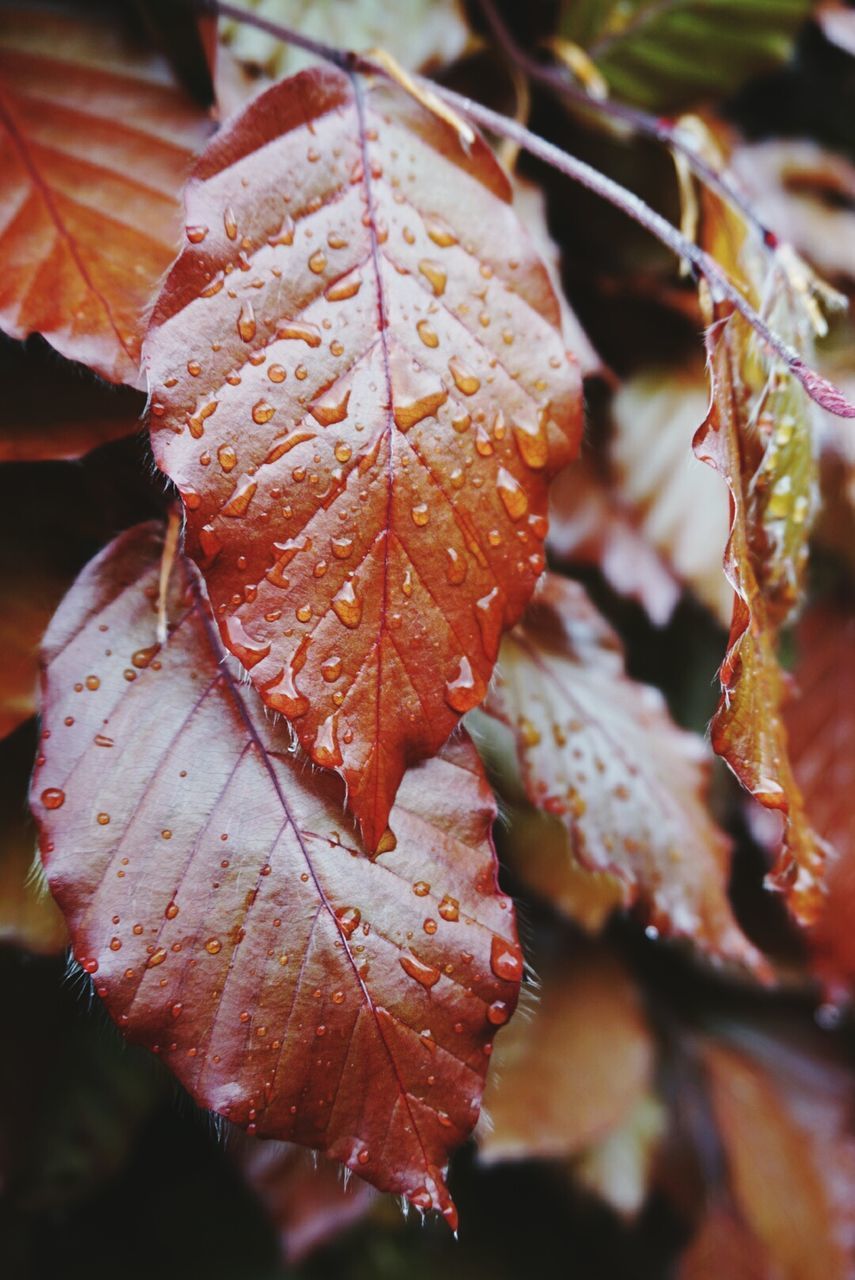 Close-up of water drops on autumn leaf