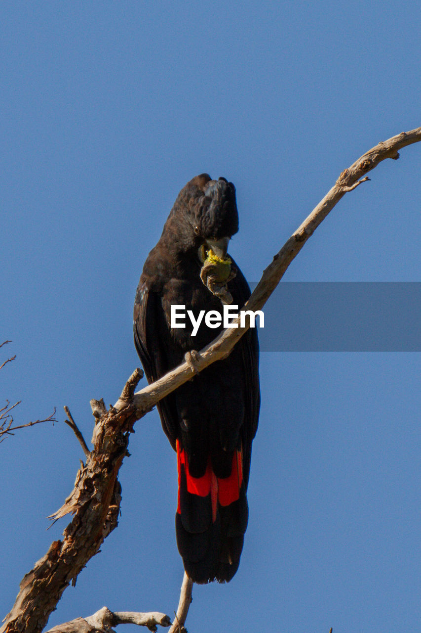 LOW ANGLE VIEW OF BIRD PERCHING ON BRANCH AGAINST CLEAR BLUE SKY