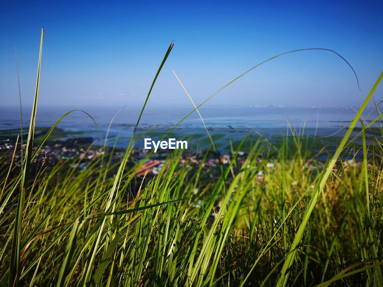 CLOSE-UP OF GRASS ON FIELD AGAINST SEA